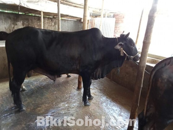 Silsela Agro Cow - 03